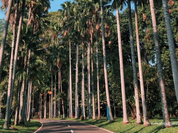 kebunsu bogor