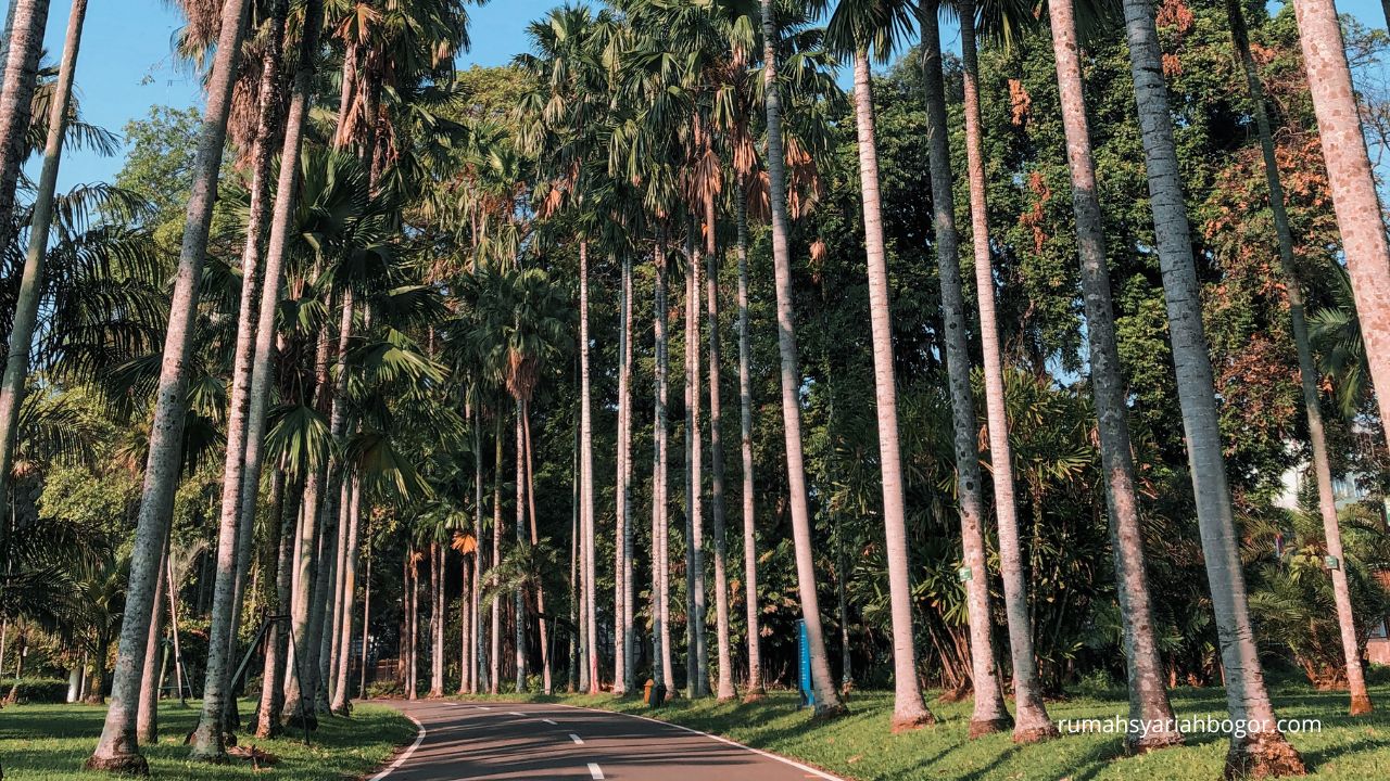 kebunsu bogor